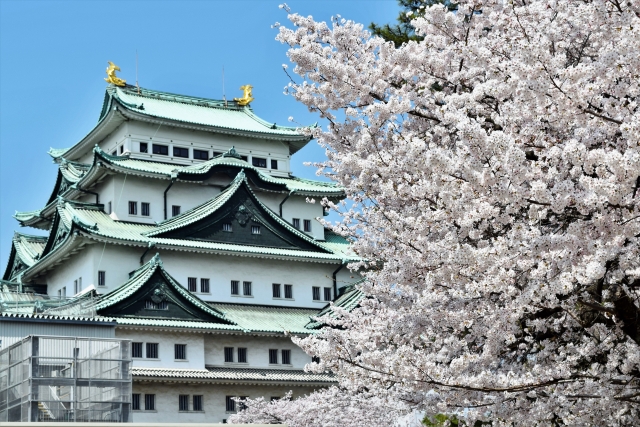 名古屋城の桜２０１８ 見頃やライトアップの時間は 春祭りや屋台について ドリアンの備忘録