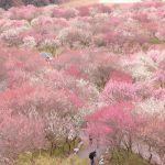 芝桜の名所 東海地方で行くならここ ドリアンの備忘録